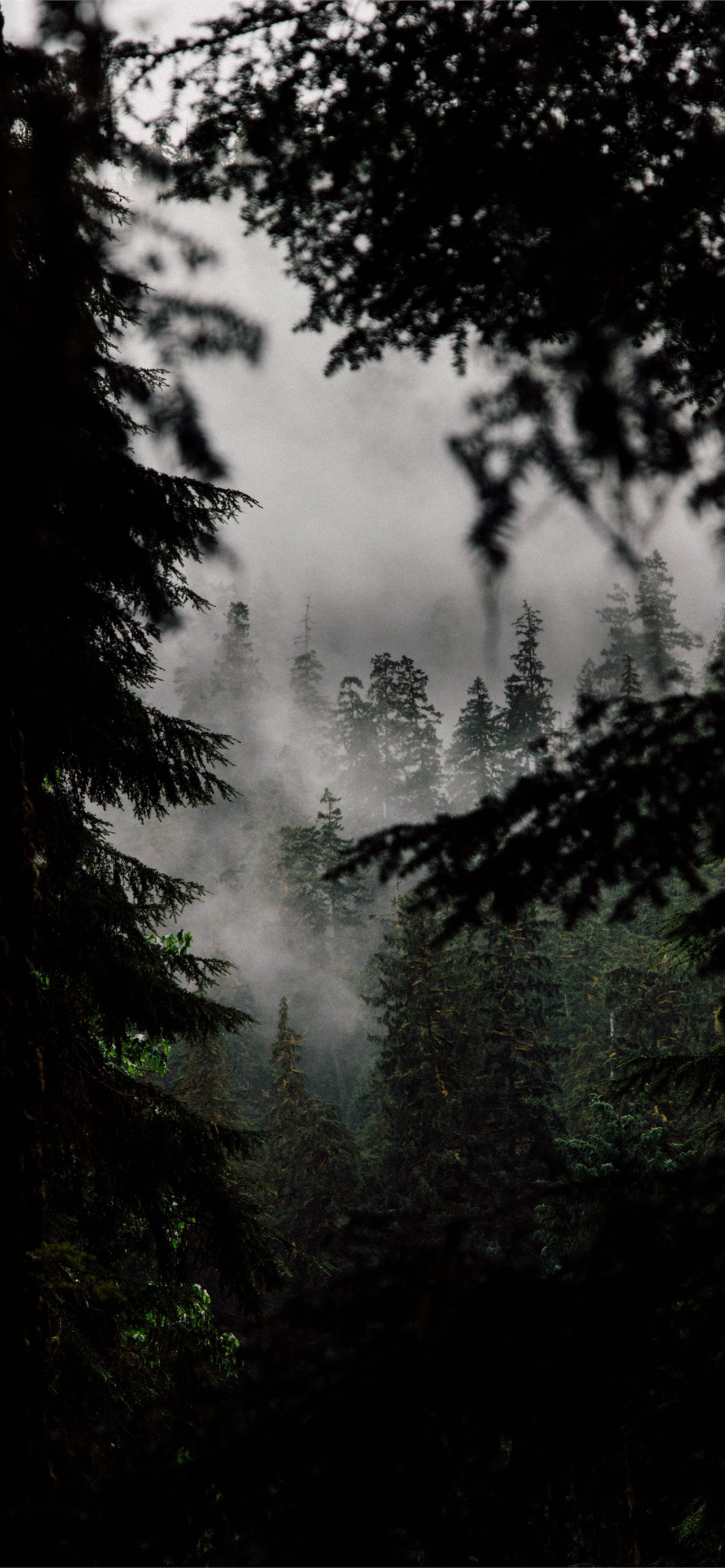 Misty Foggy Forest Wallpapers