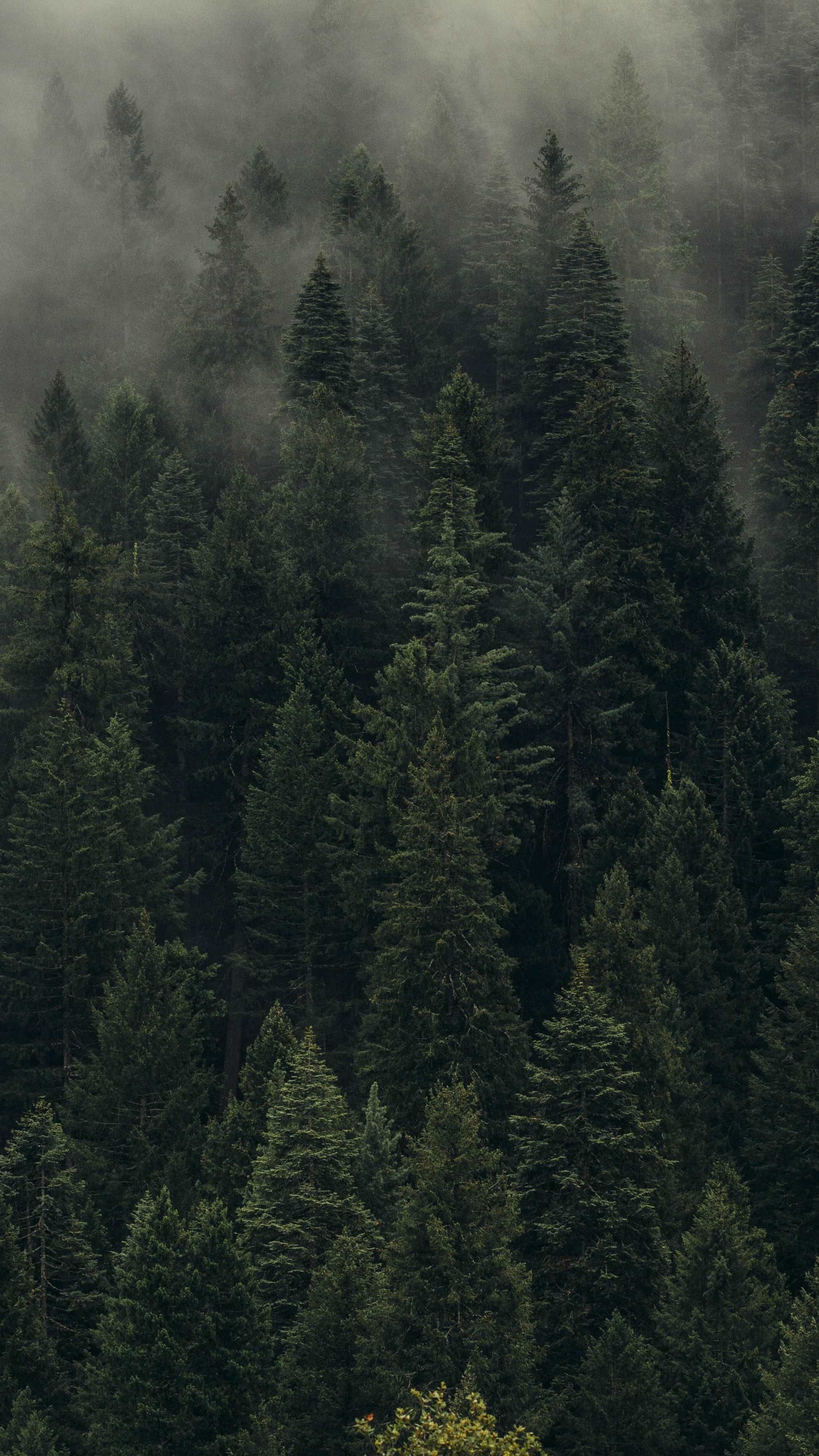 Misty Foggy Forest Wallpapers