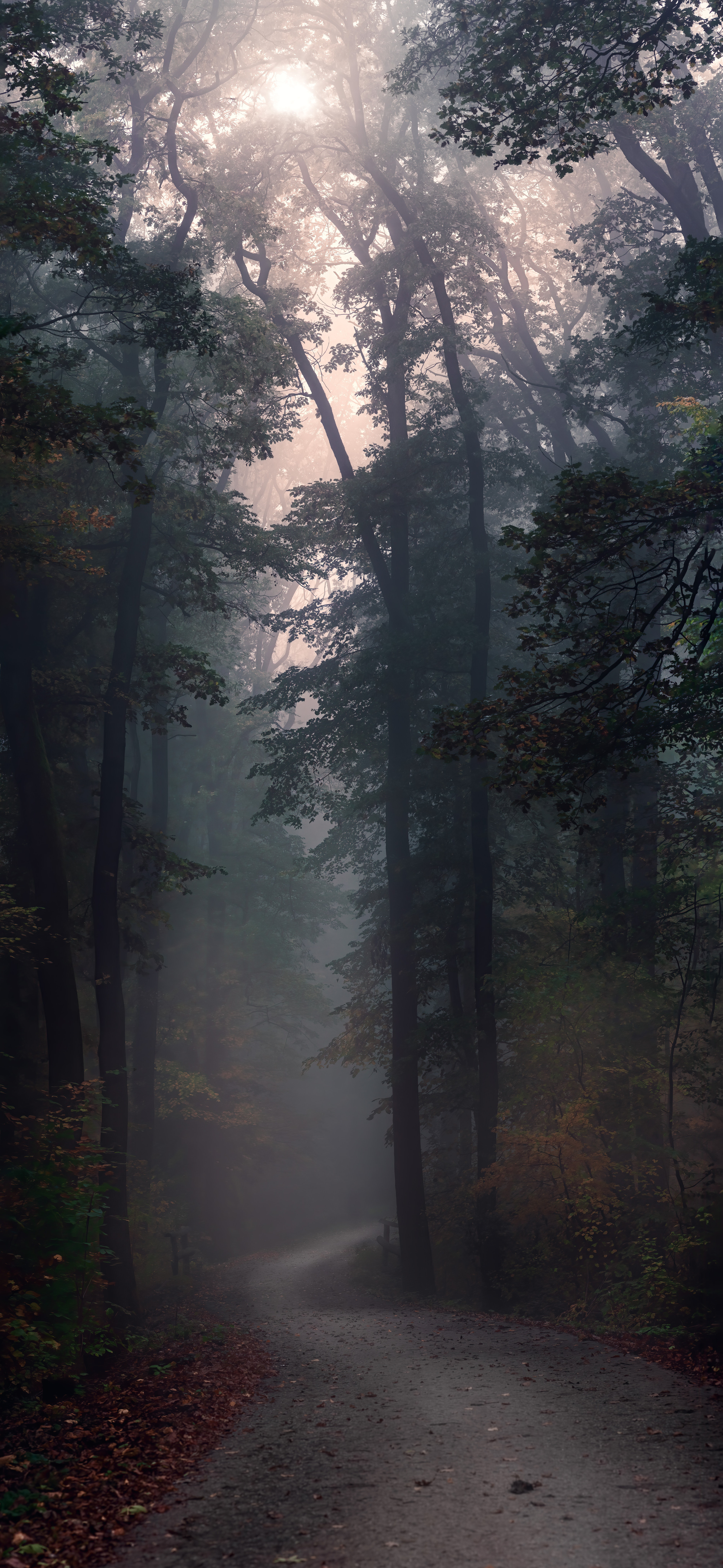 Misty Forest Photography 2021 Wallpapers