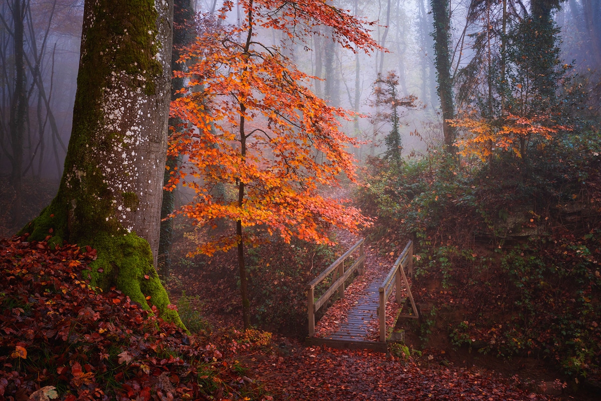 Misty Forest Photography 2021 Wallpapers