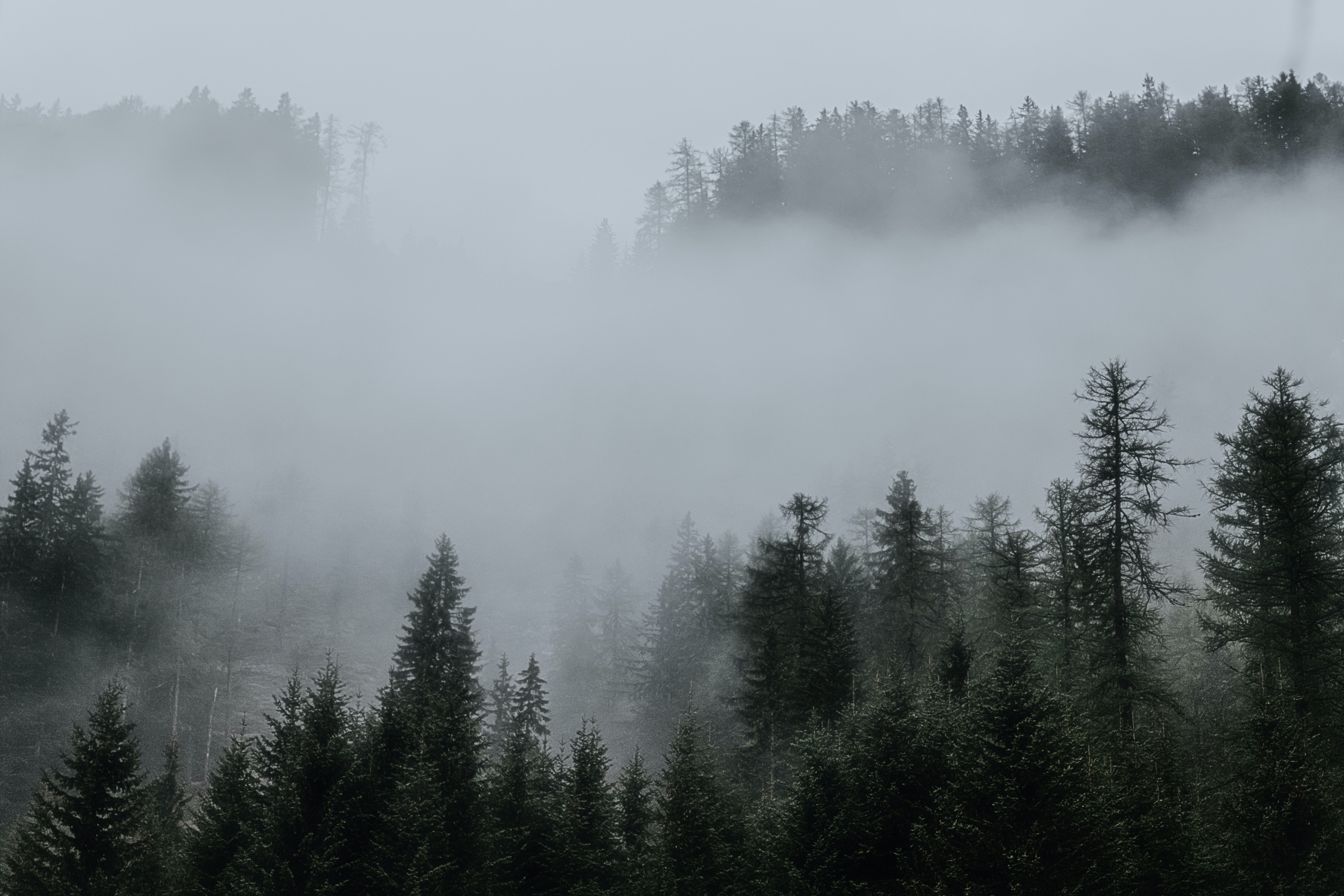 Misty Forest Photography 2021 Wallpapers