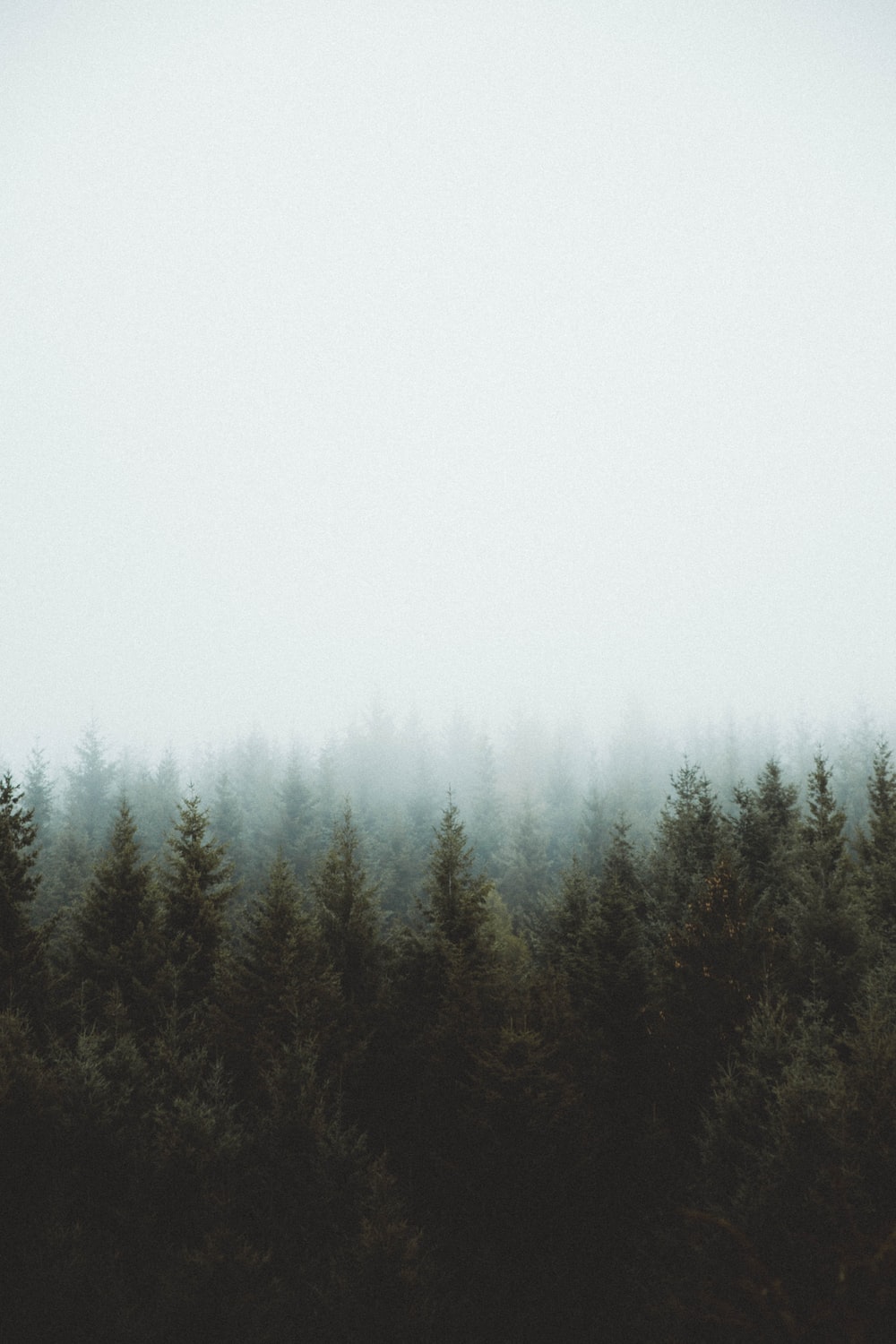 Misty Forest Photography 2021 Wallpapers