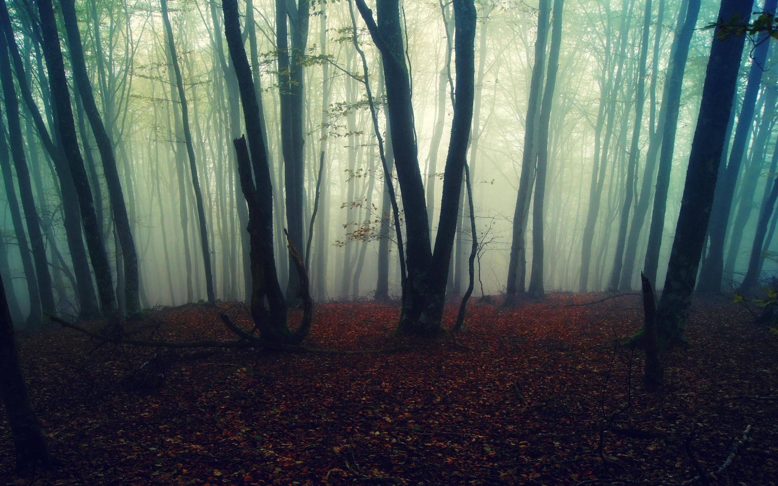 Misty Forest Photography 2021 Wallpapers