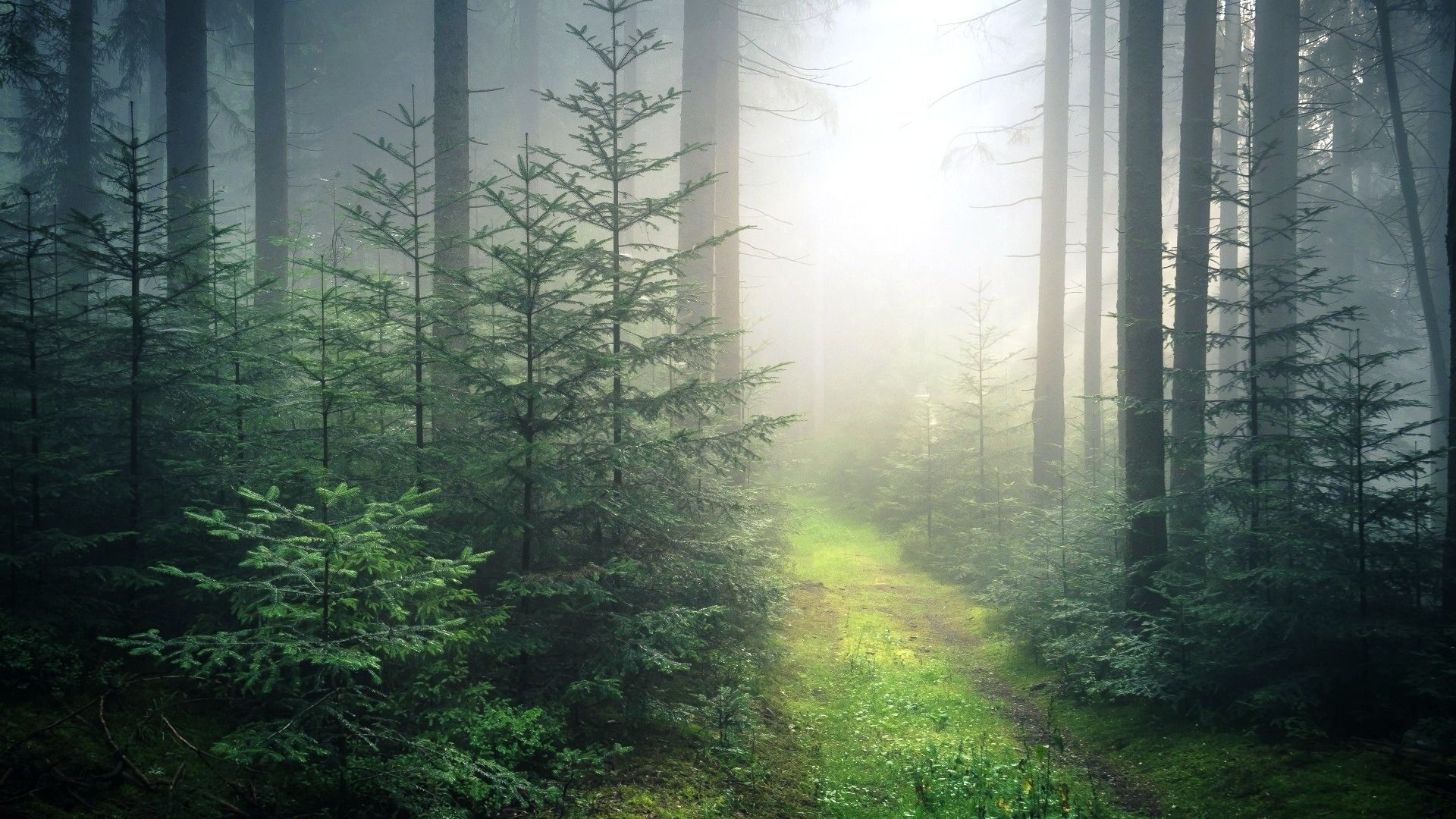 Misty Forest Photography 2021 Wallpapers