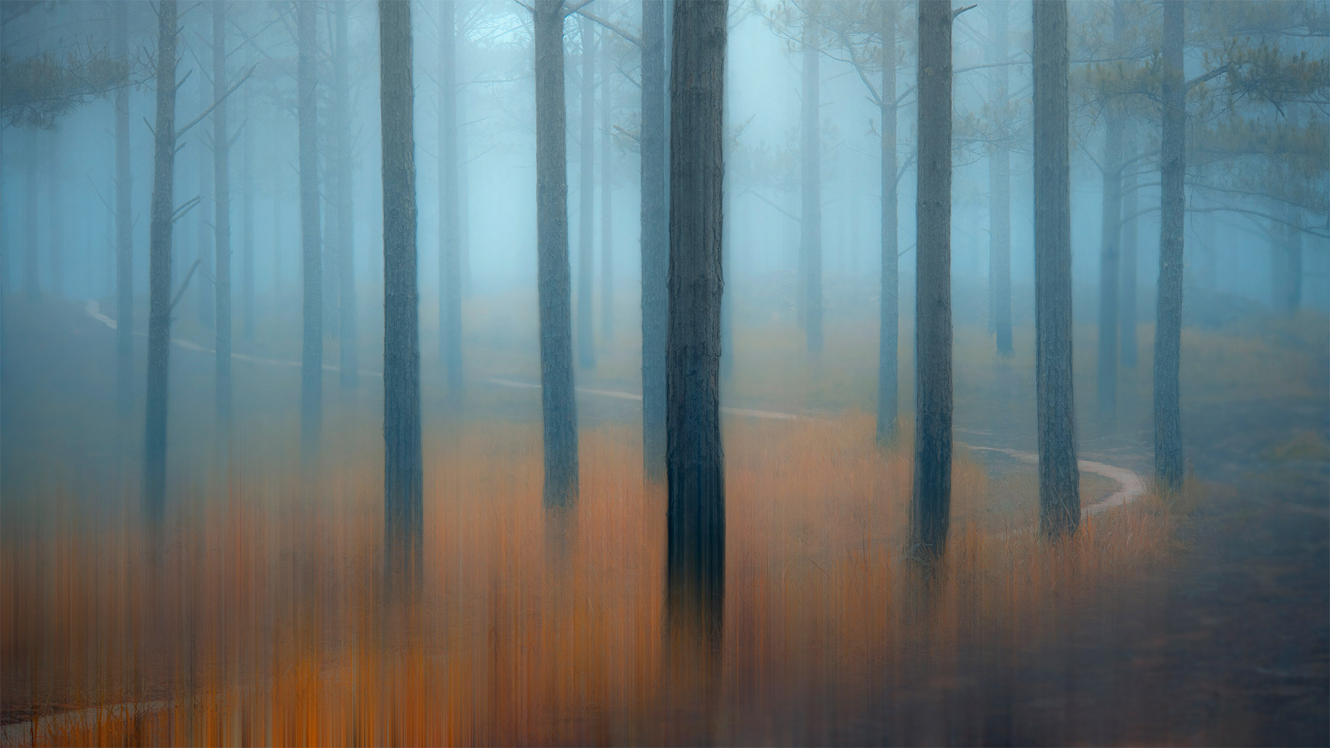 Misty Forest Photography 2021 Wallpapers