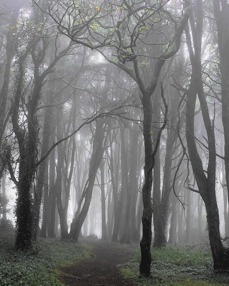 Misty Forest Photography 2021 Wallpapers