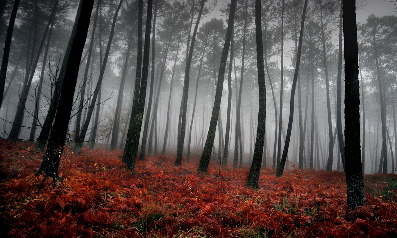 Misty Forest Photography 2021 Wallpapers