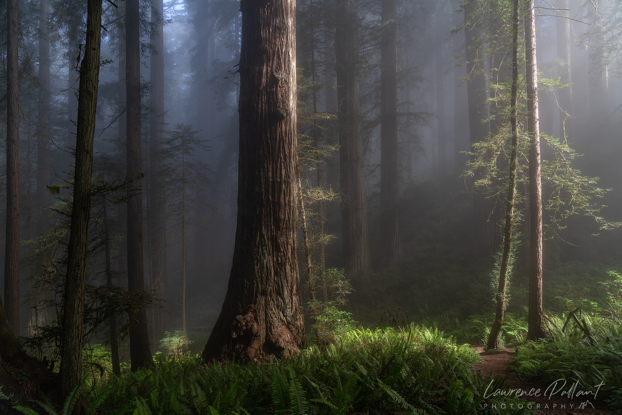 Misty Forest Photography 2021 Wallpapers