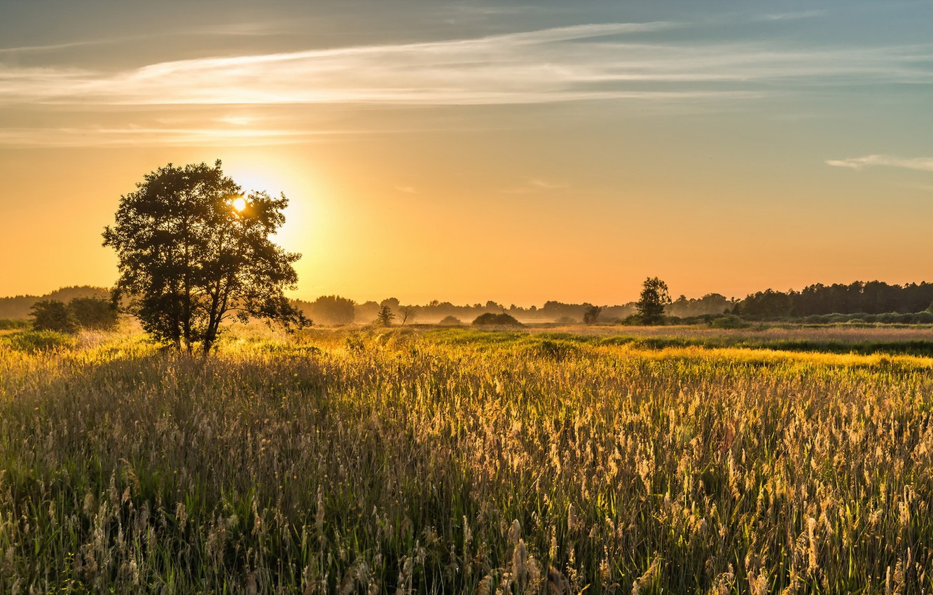 Morning Field Wallpapers