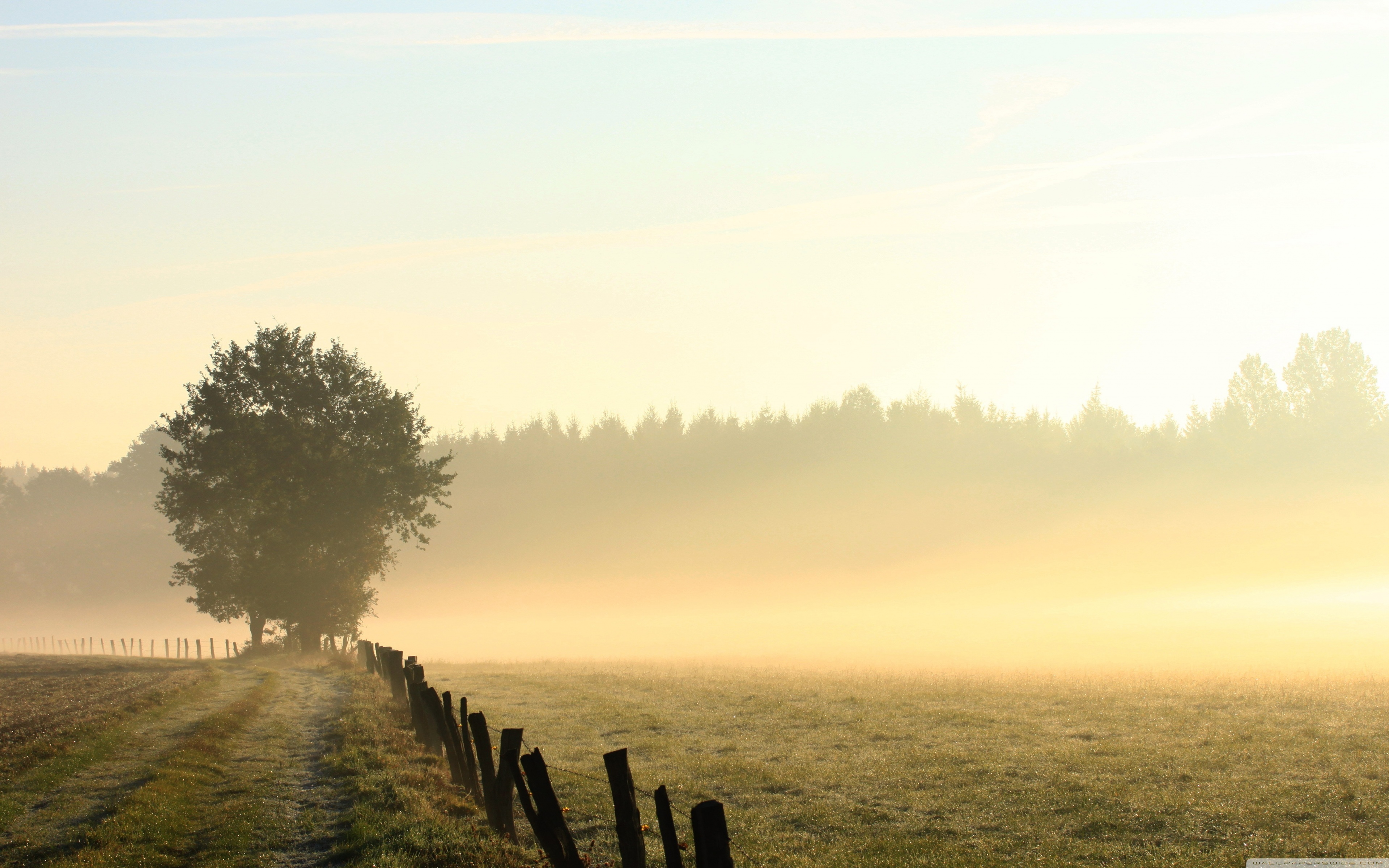 Morning Field Wallpapers