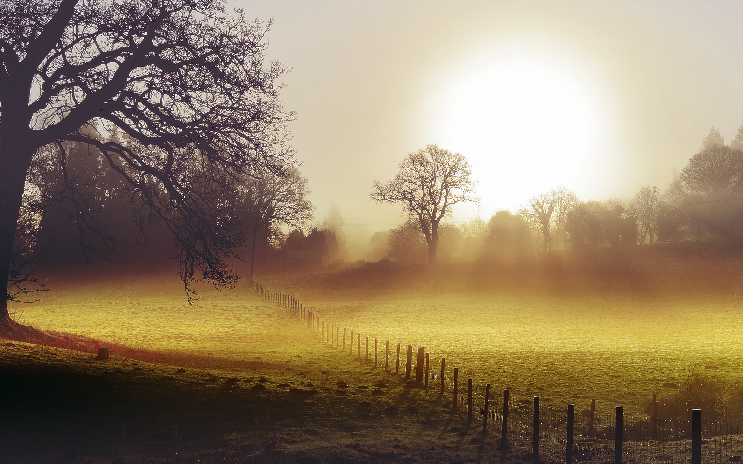 Morning Field Wallpapers