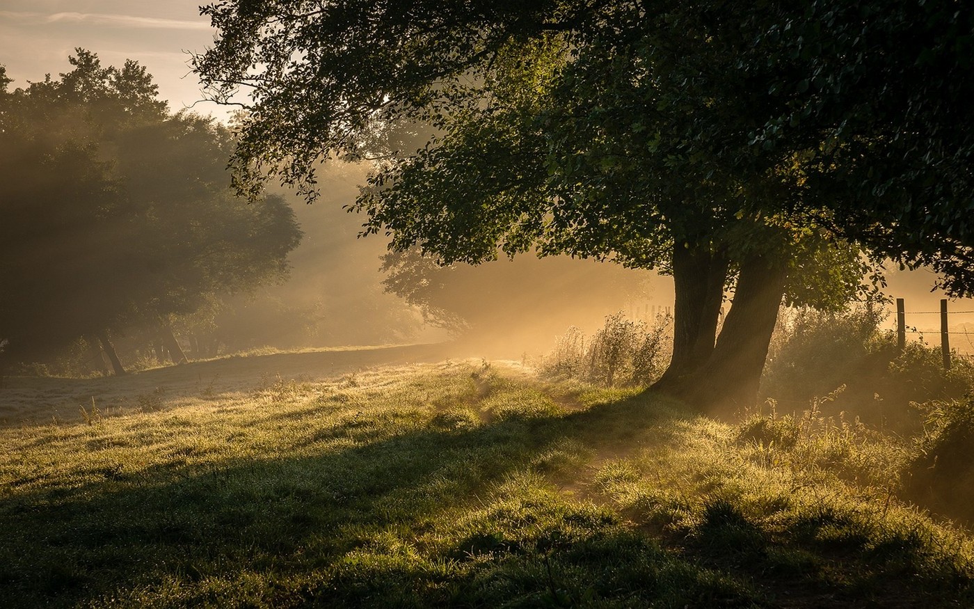 Morning Field Wallpapers