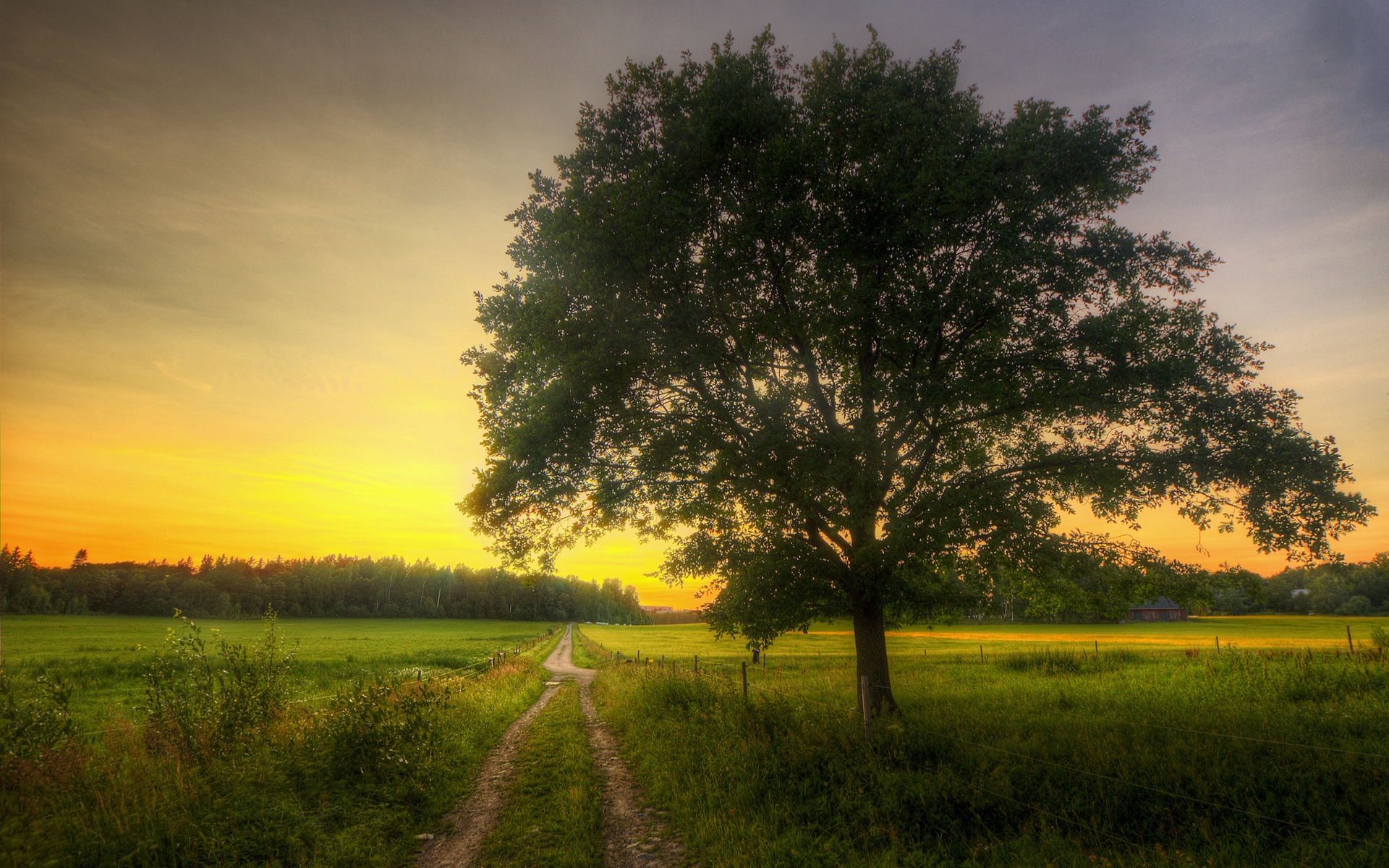 Morning Field Wallpapers