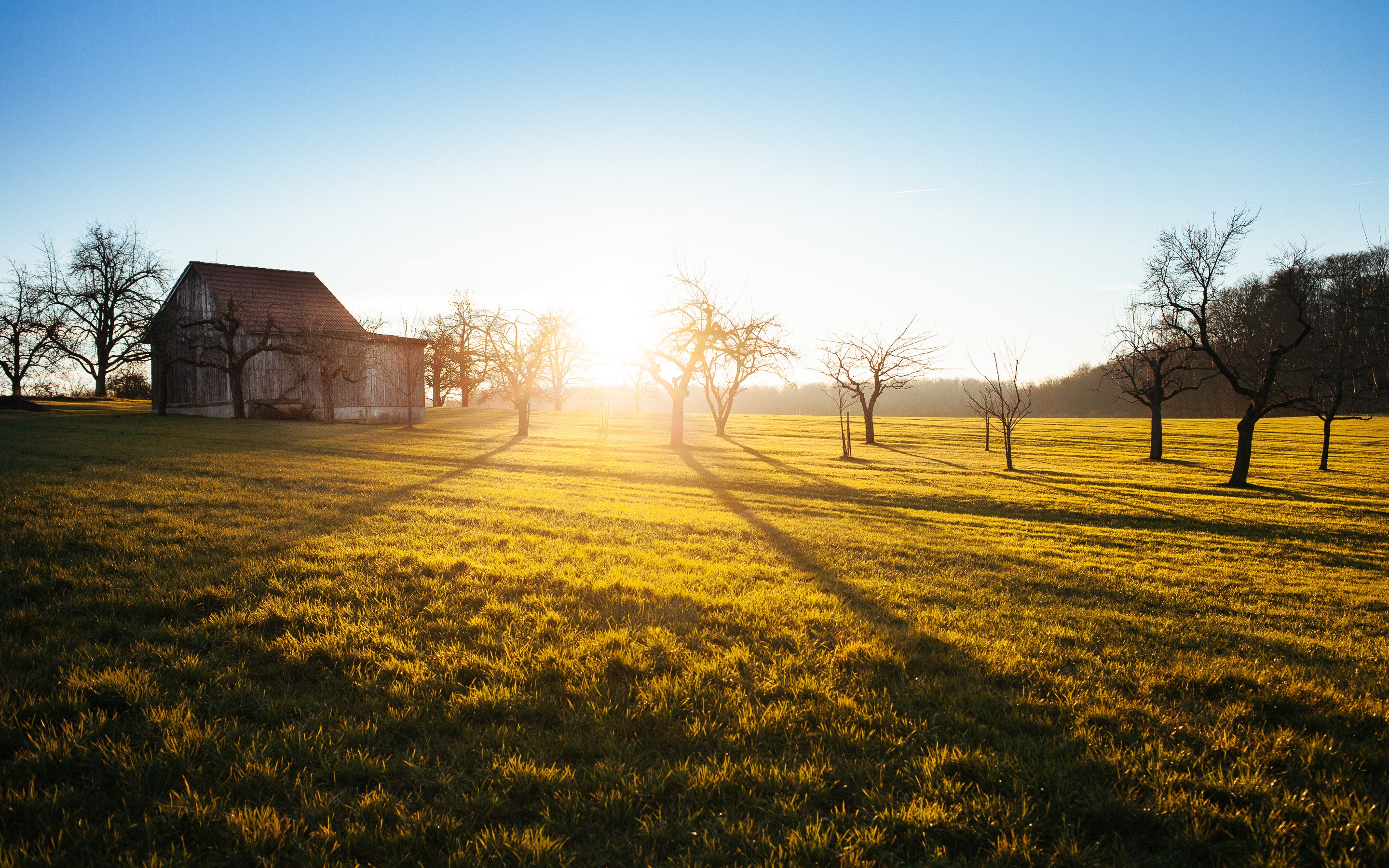 Morning Field Wallpapers