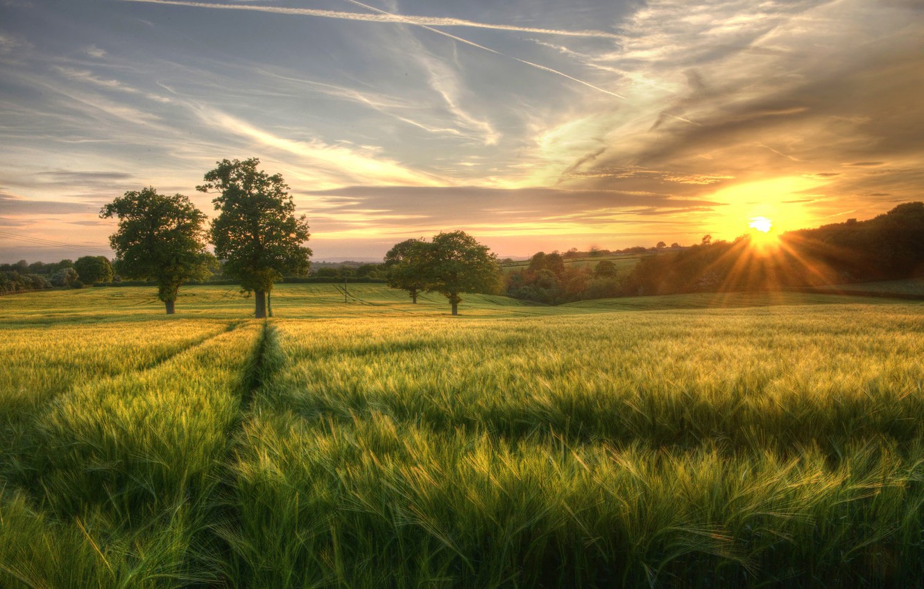 Morning Field Wallpapers