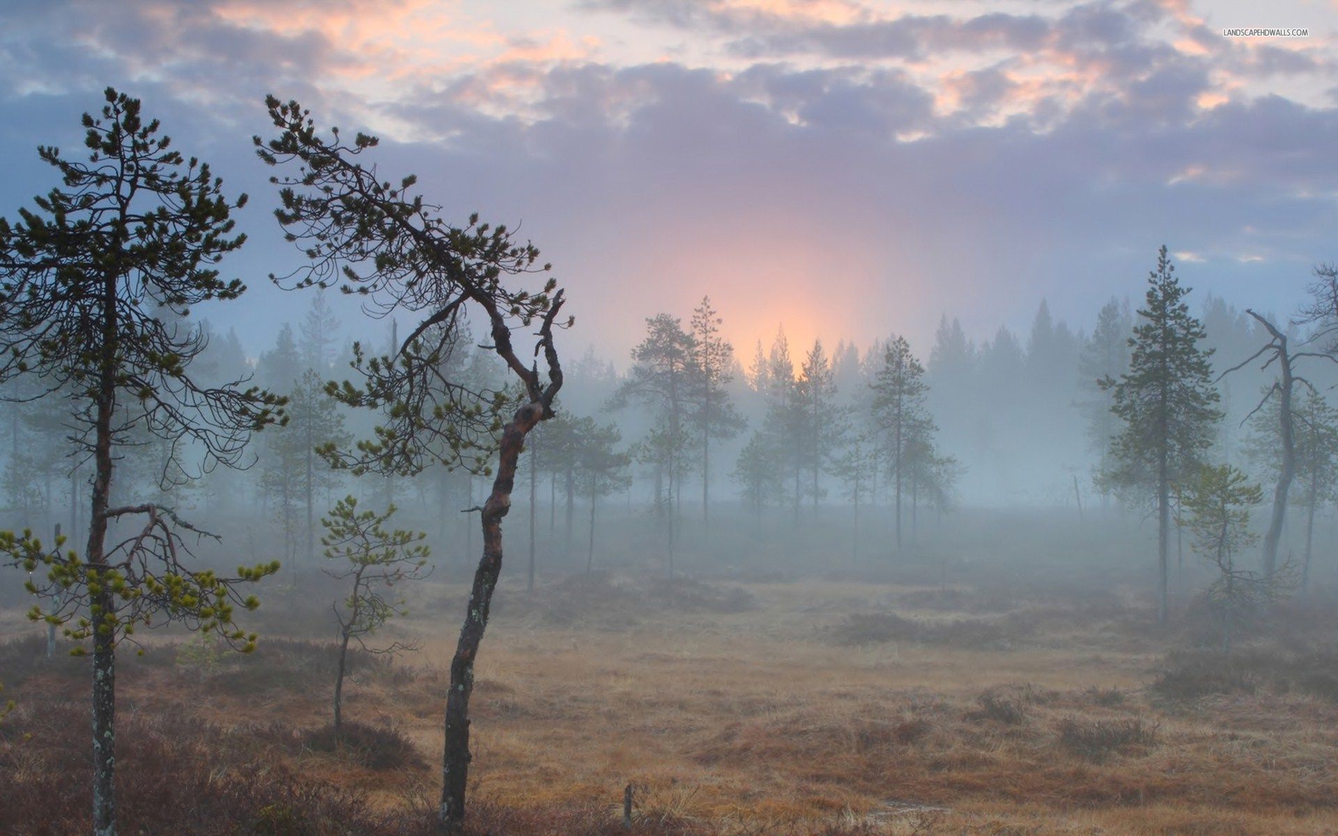 Morning Field Wallpapers