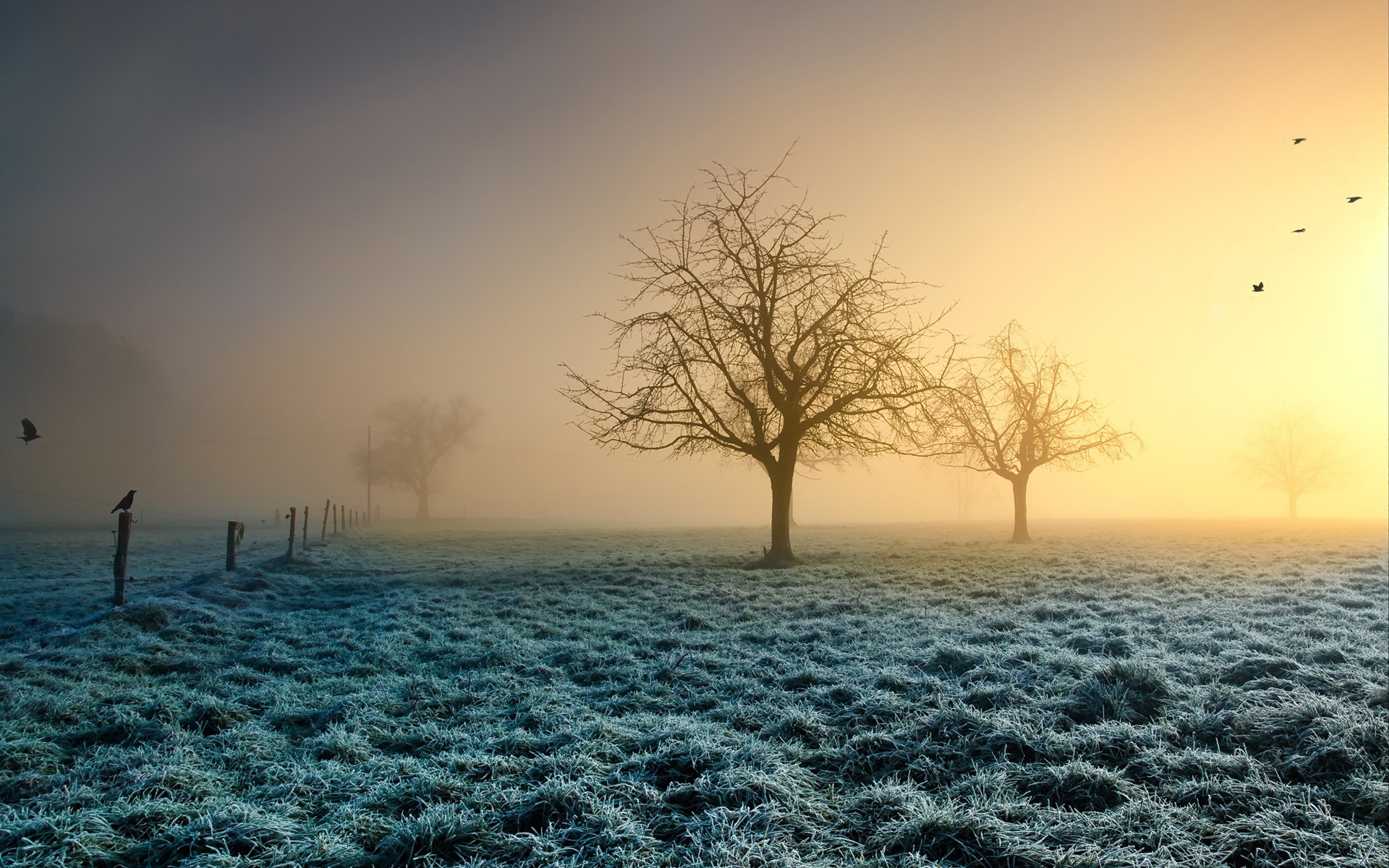 Morning Field Wallpapers