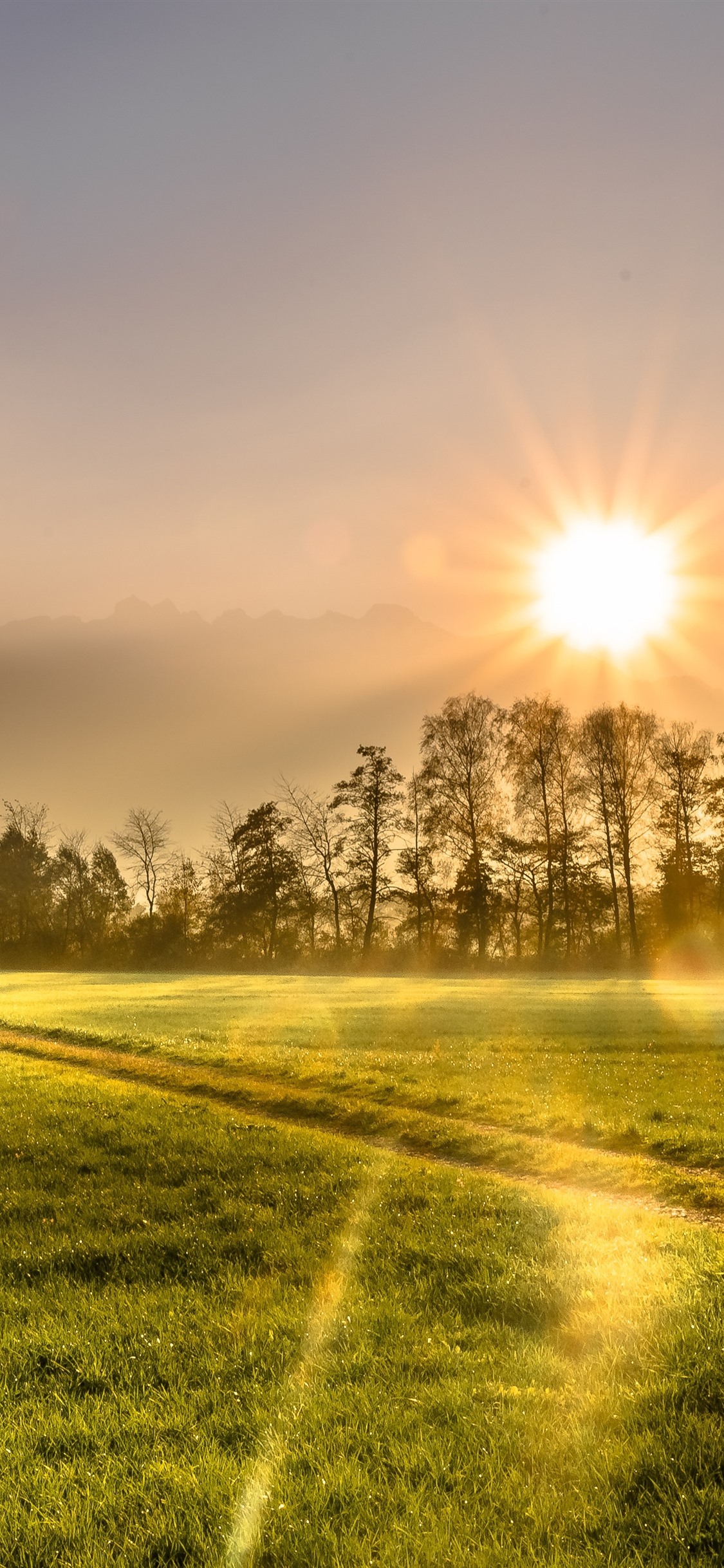 Morning Field Wallpapers