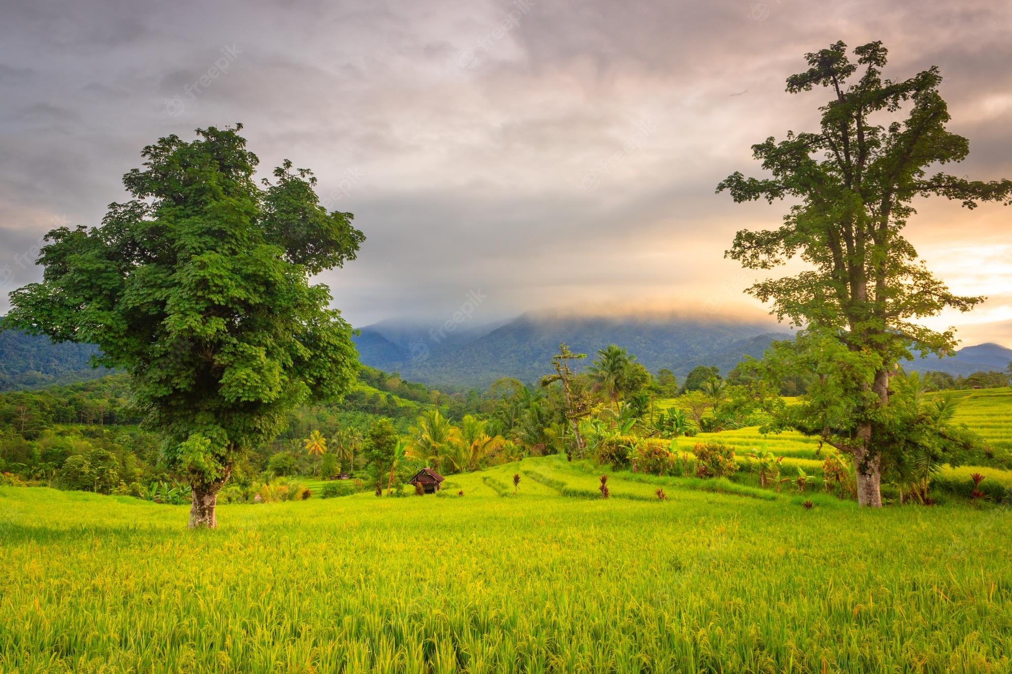 Morning Field Wallpapers