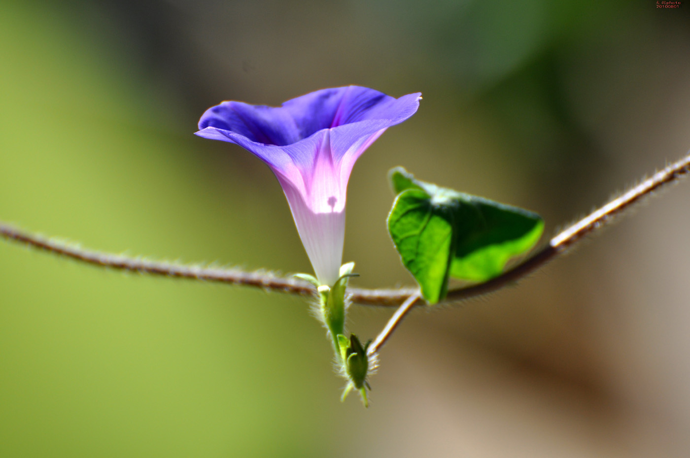 Morning Glory Wallpapers