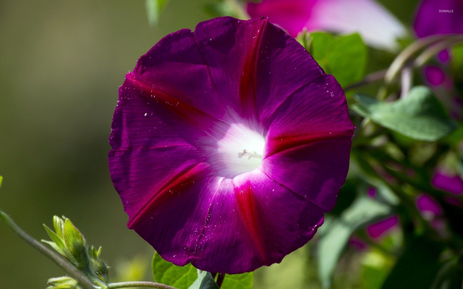 Morning Glory Wallpapers