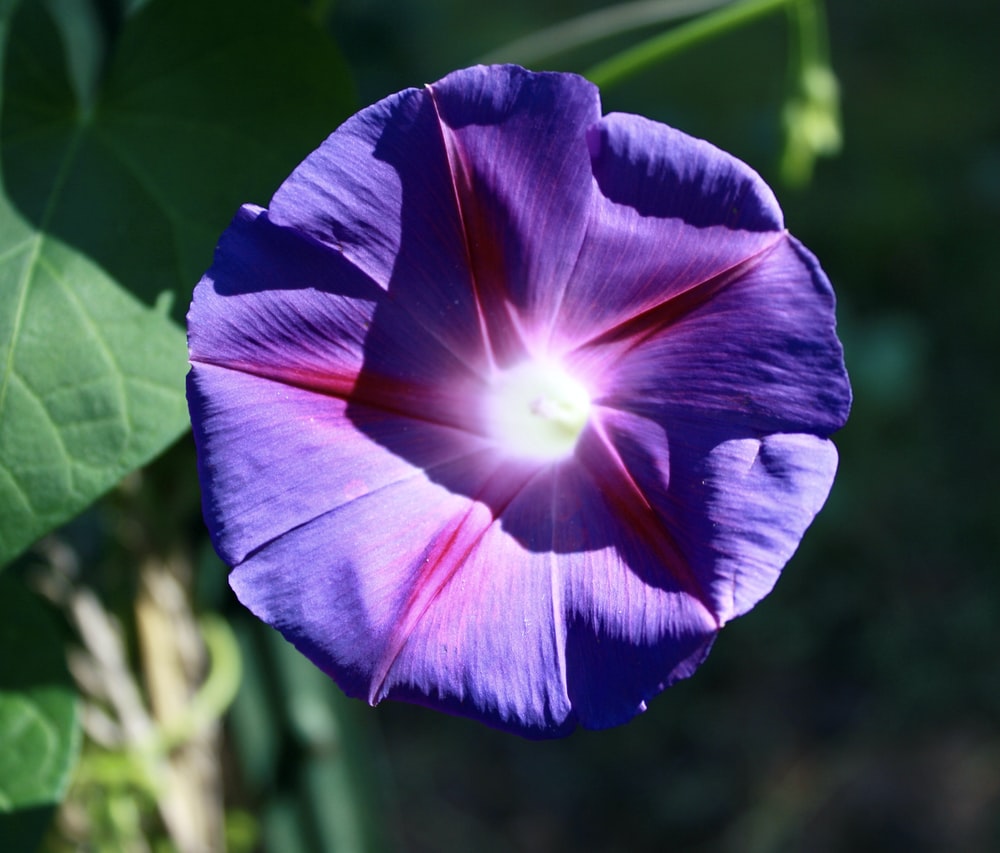 Morning Glory Wallpapers