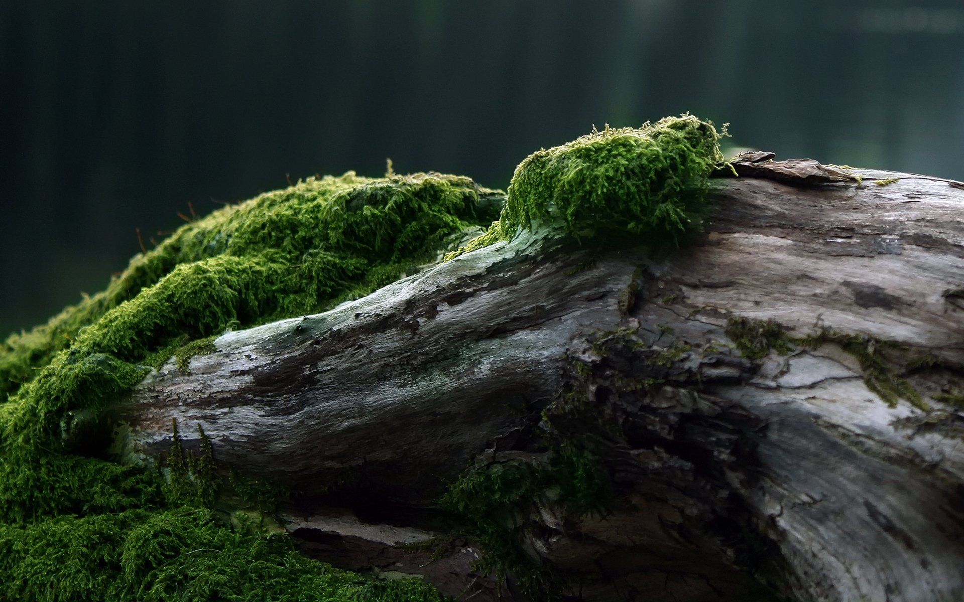 Moss Wallpapers