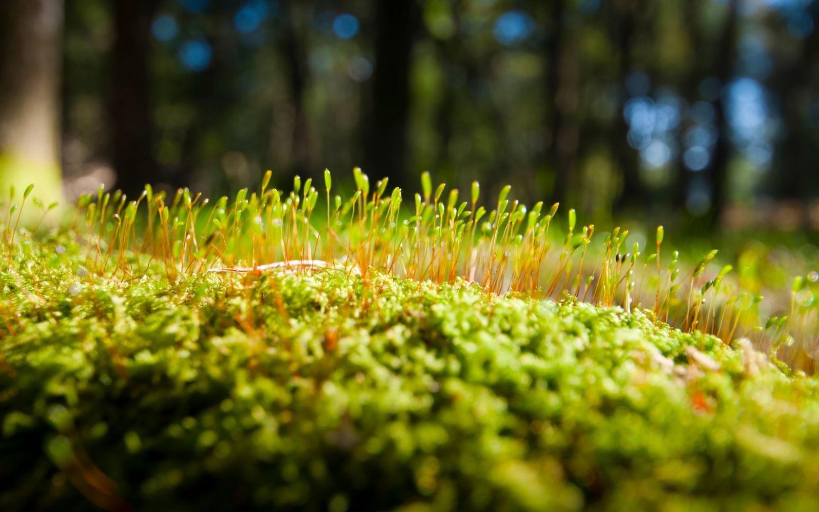 Moss Wallpapers