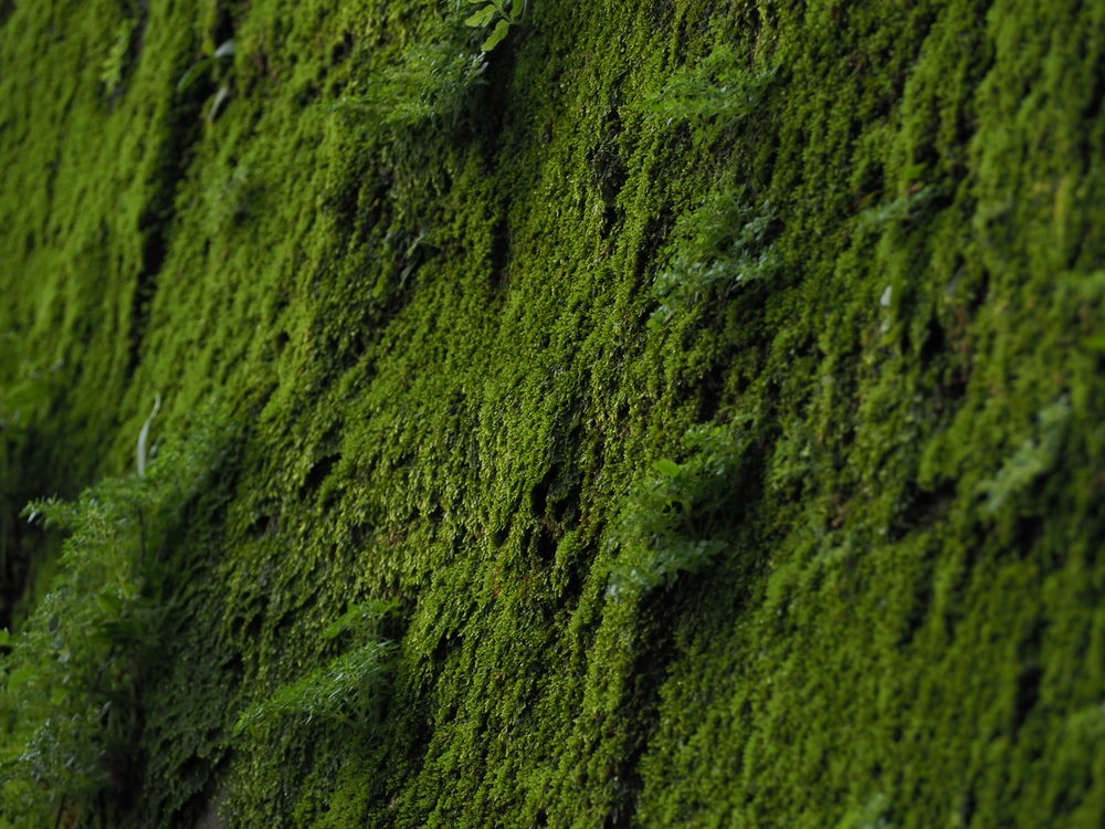 Moss Wallpapers