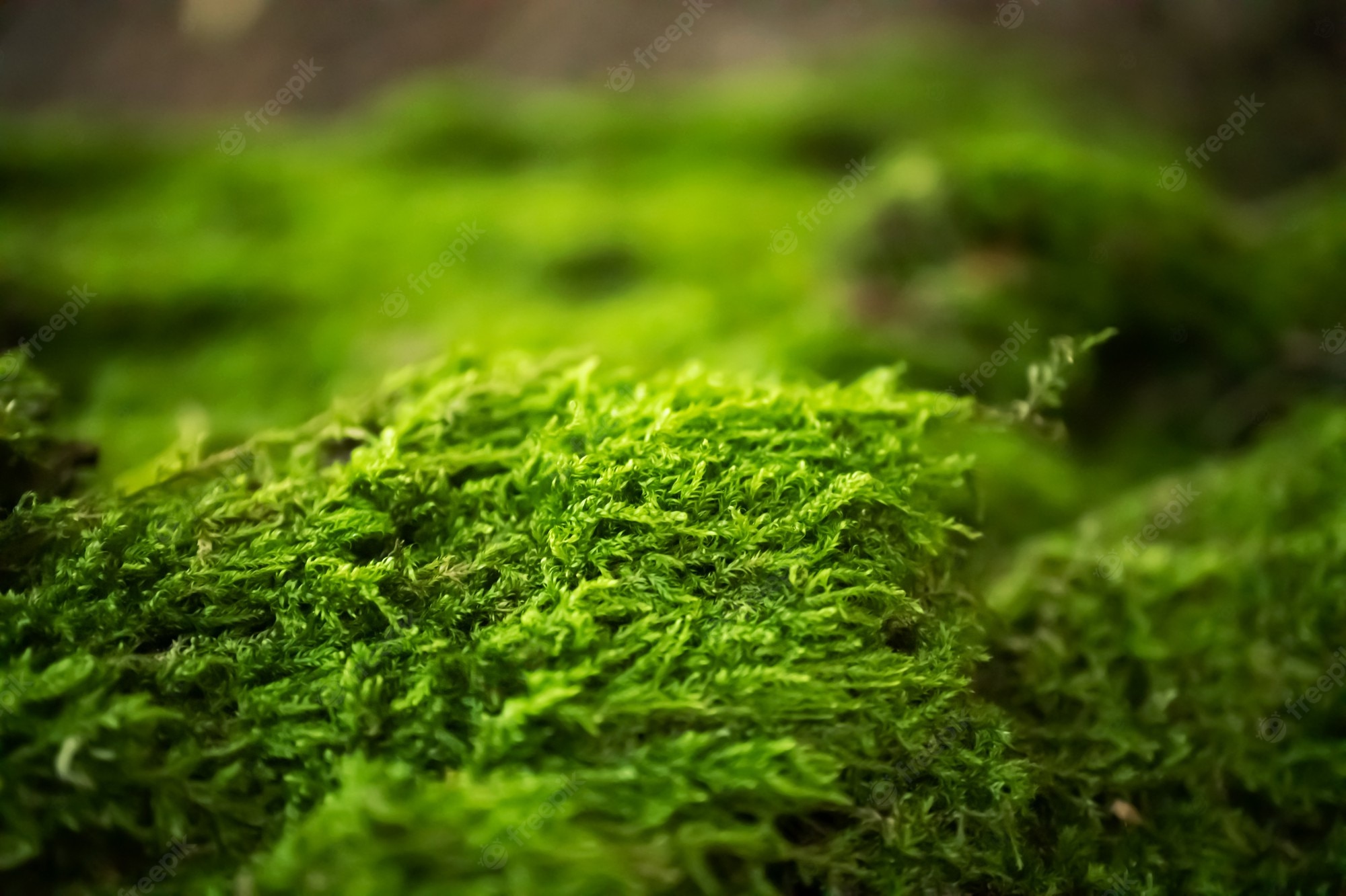 Moss Wallpapers