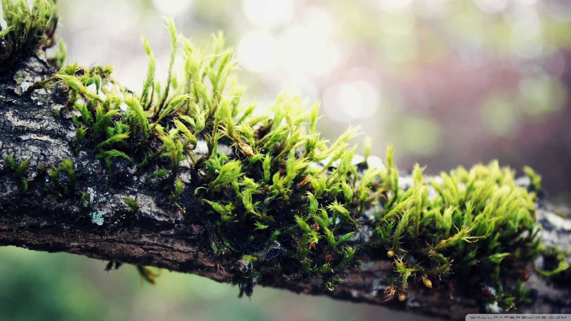 Moss Wallpapers