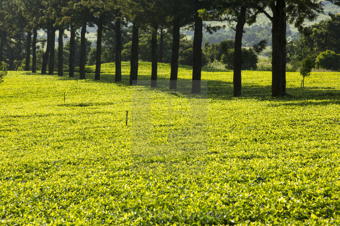 Mount Mulanje Wallpapers