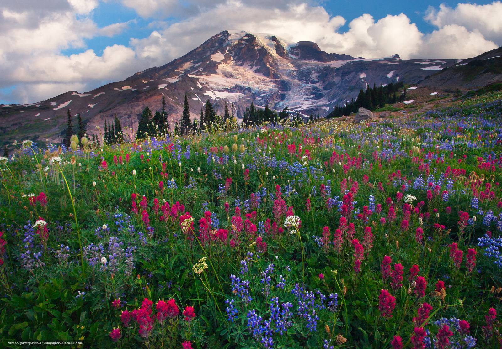 Mount Rainier 4K Wallpapers