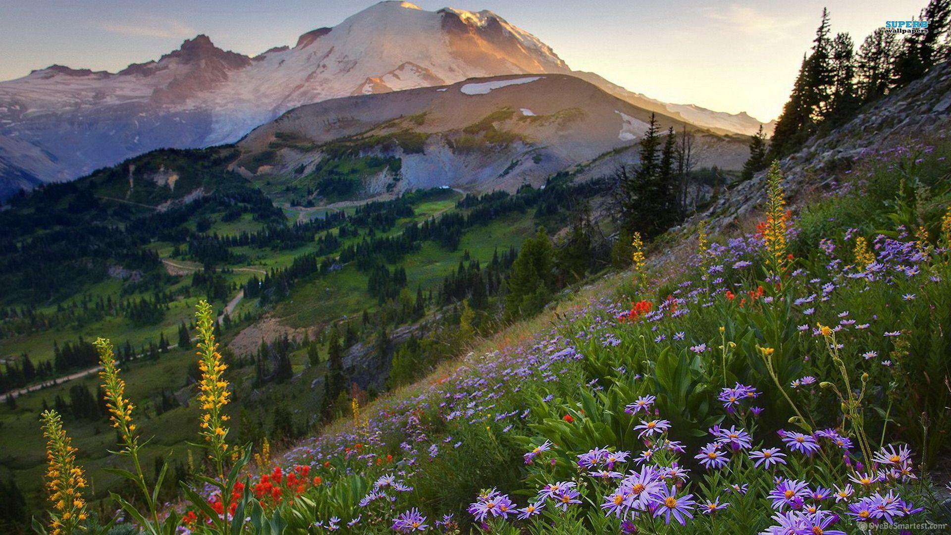 Mount Rainier Hd Valley Wallpapers