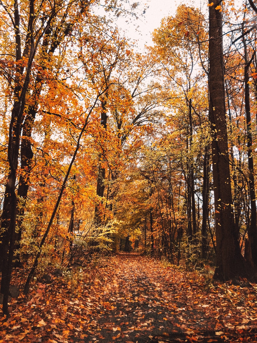 Mountain Fall Foliage Wallpapers