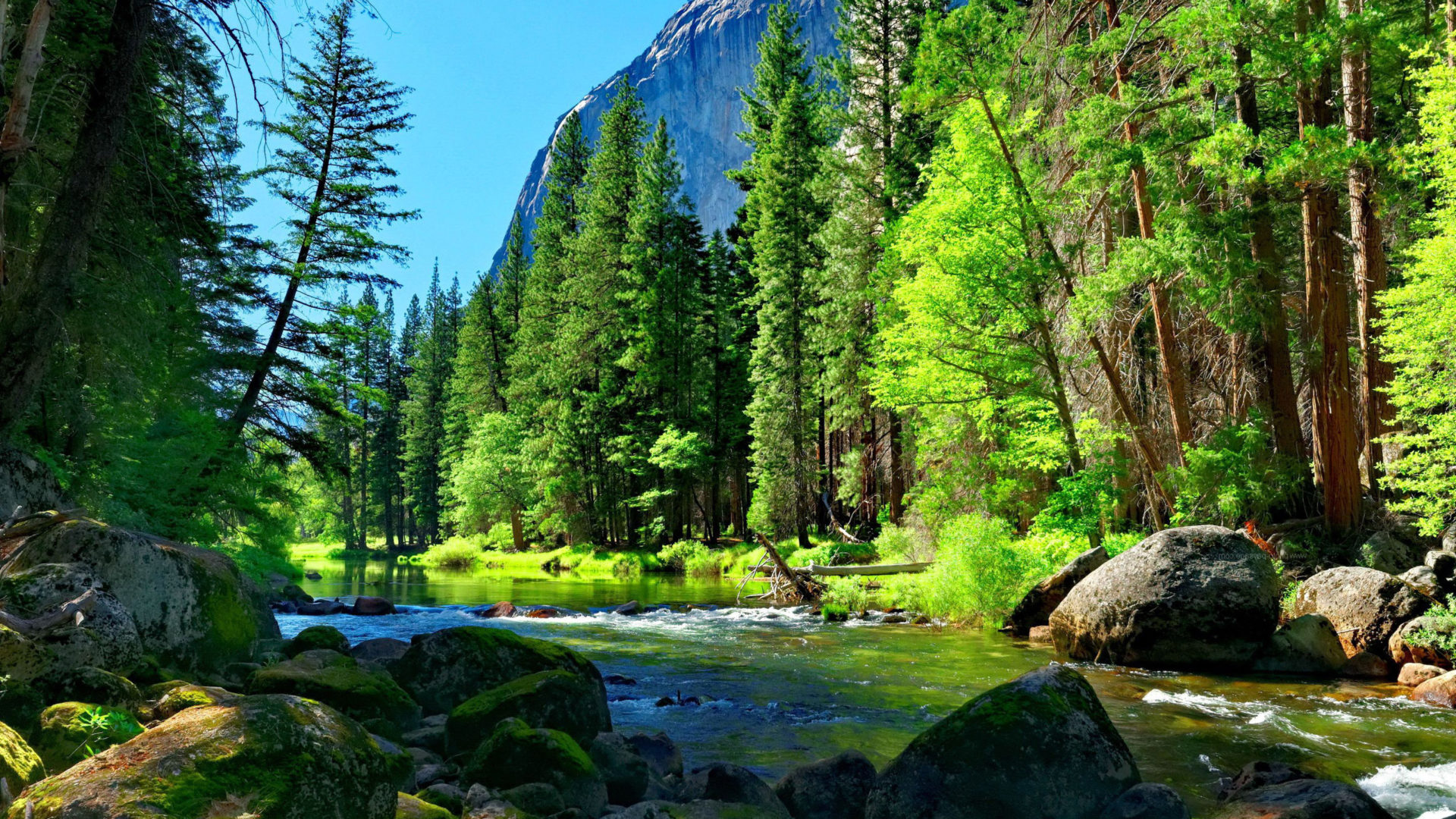 Mountain Forest Wallpapers