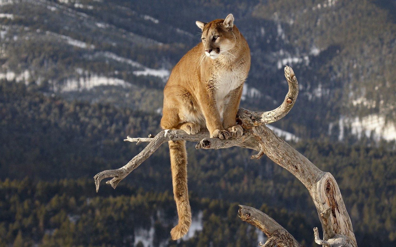 Mountain Lion Wallpapers