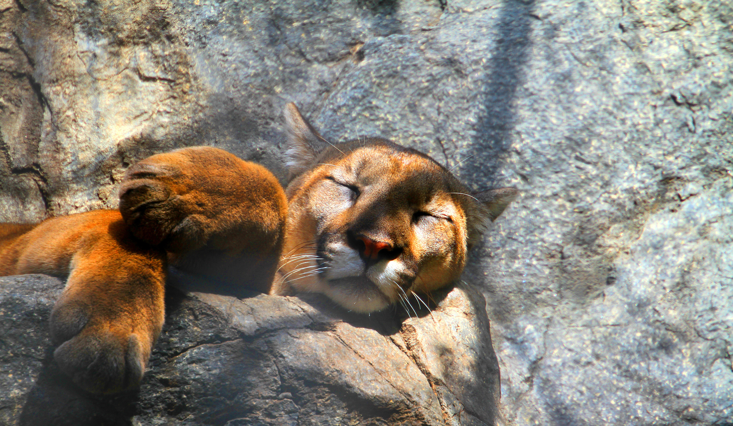 Mountain Lion Wallpapers