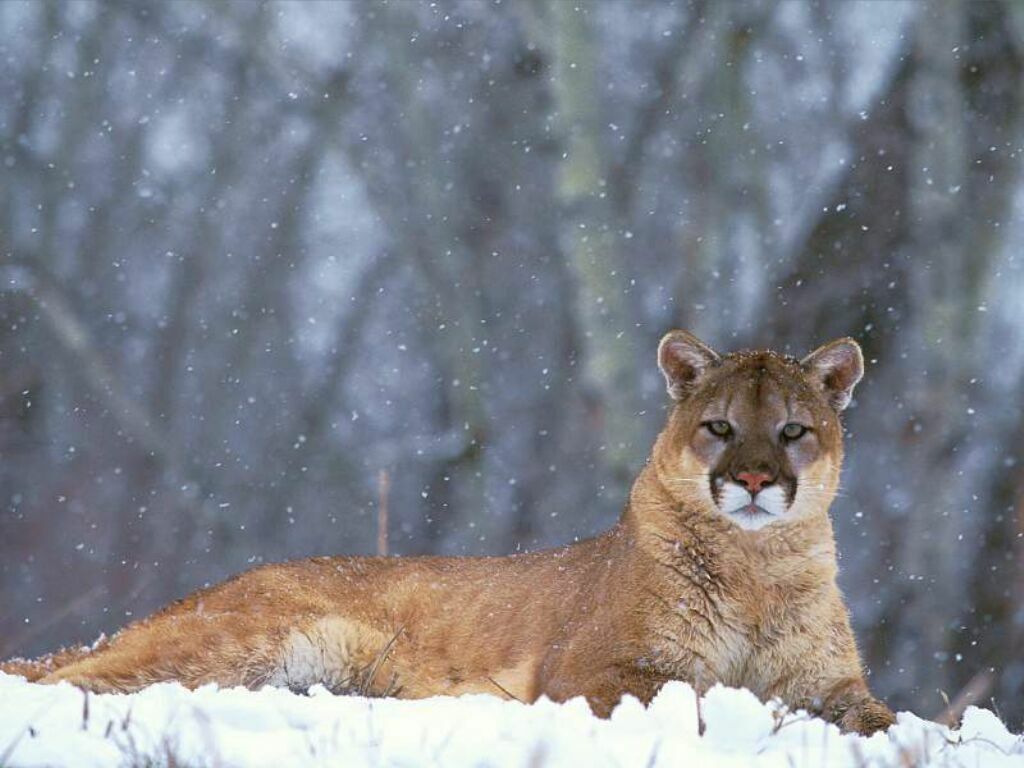 Mountain Lion Wallpapers