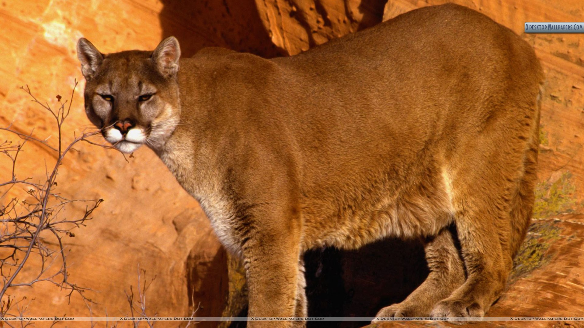 Mountain Lion Wallpapers