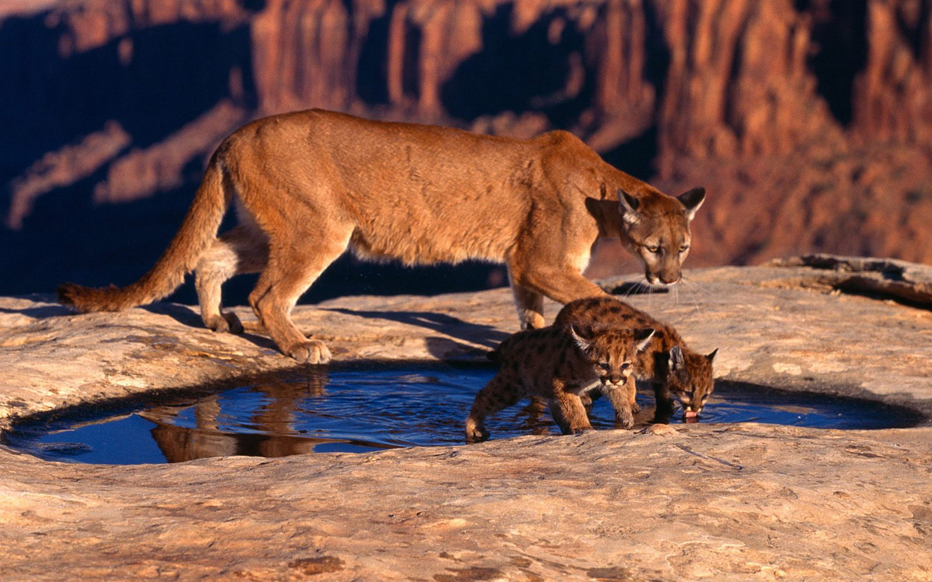 Mountain Lion Wallpapers
