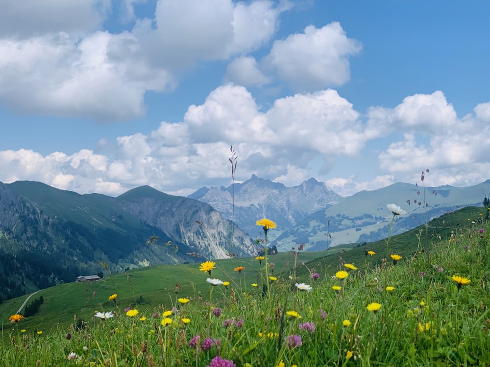 Mountain Meadow Wallpapers