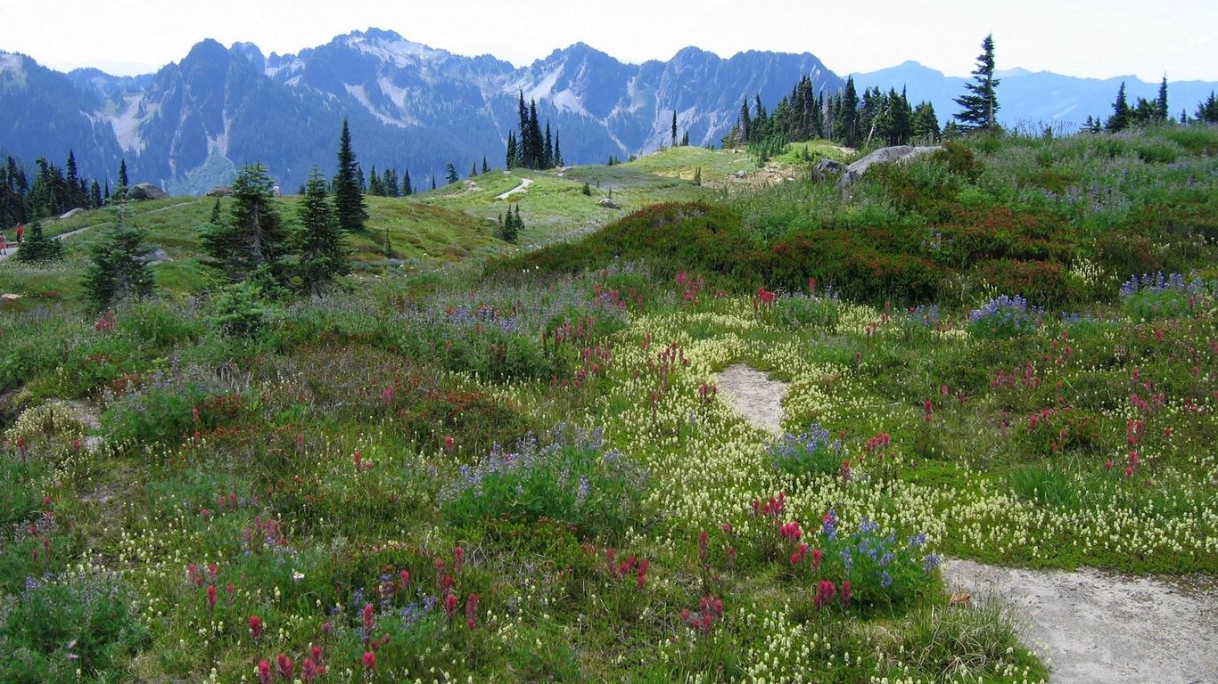 Mountain Meadow Wallpapers