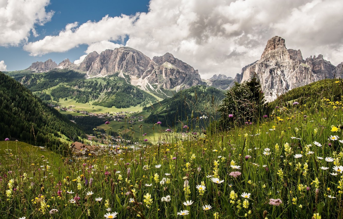 Mountain Meadow Wallpapers