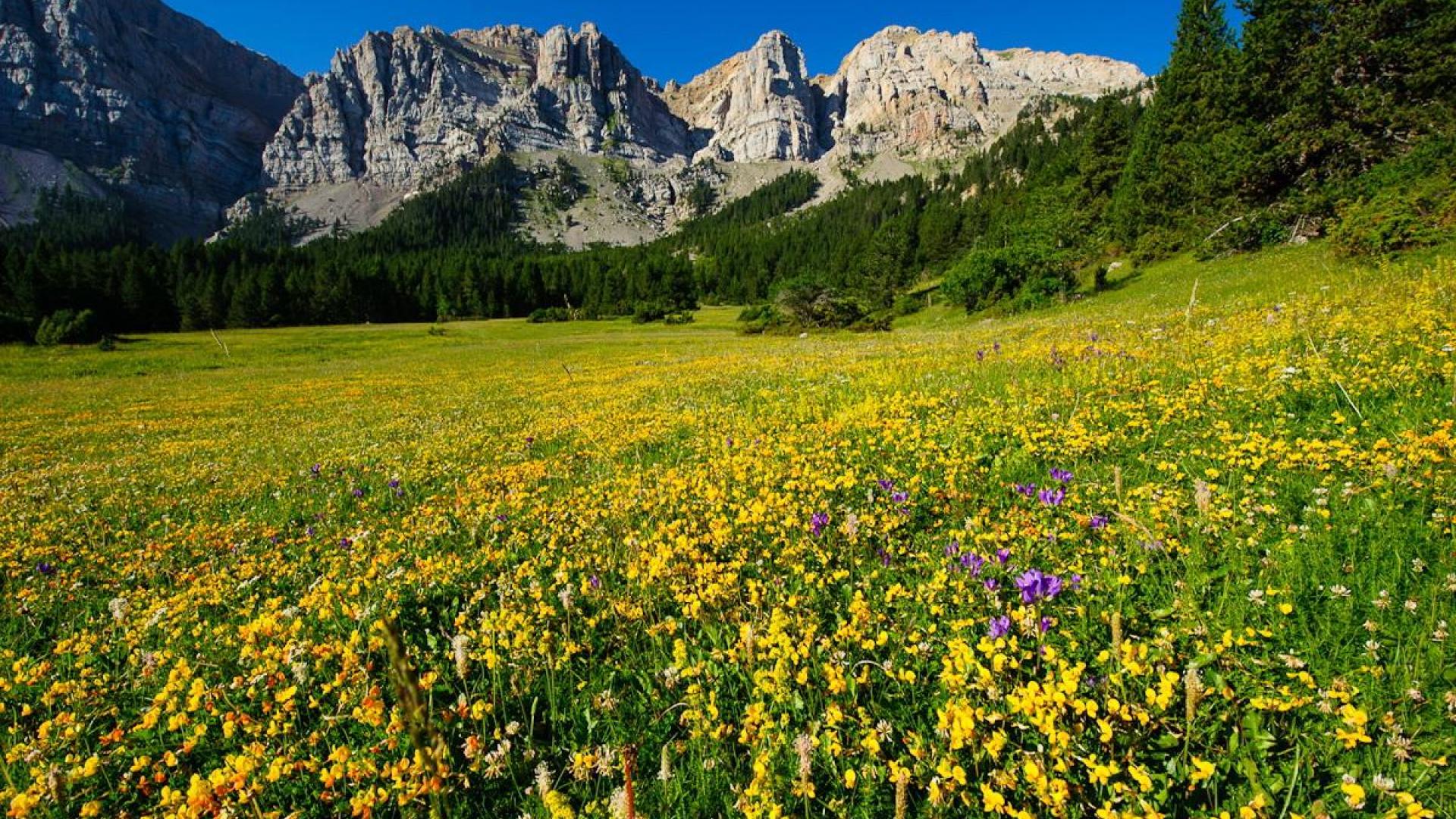 Mountain Meadow Wallpapers