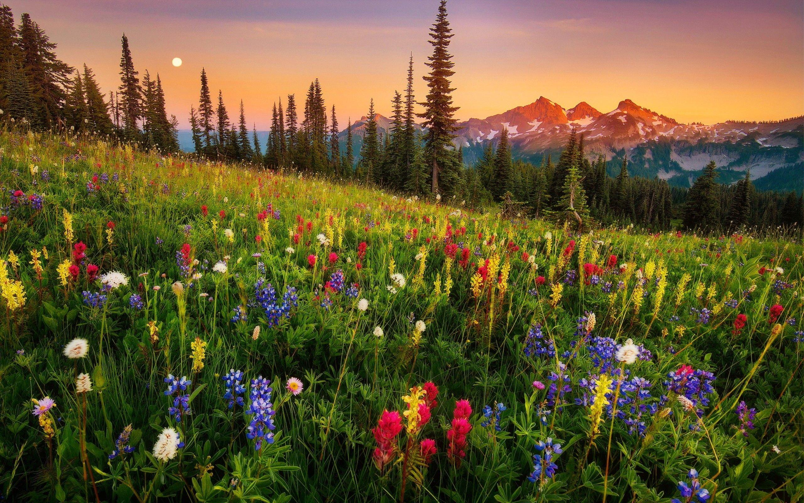 Mountain Wildflowers Wallpapers