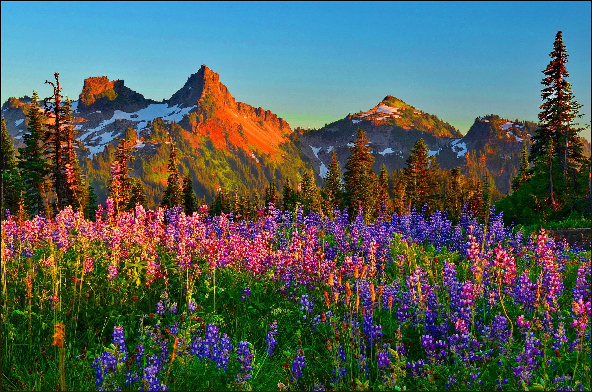 Mountain Wildflowers Wallpapers