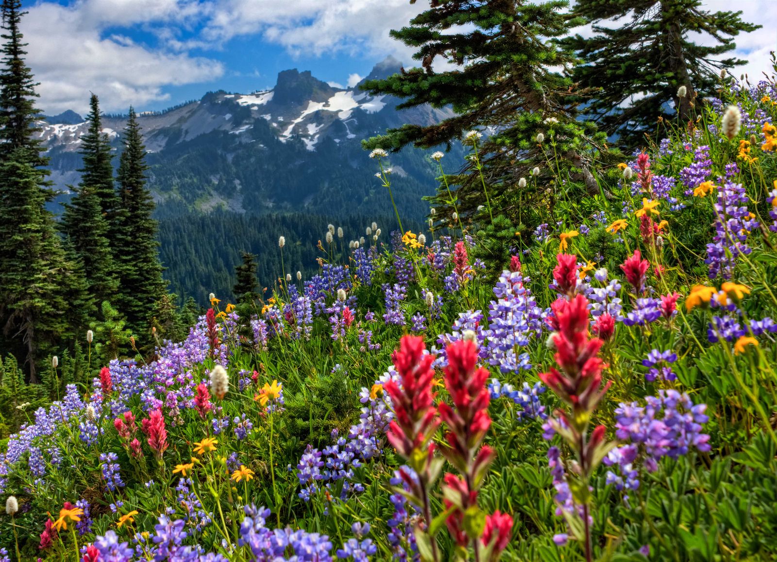 Mountain Wildflowers Wallpapers