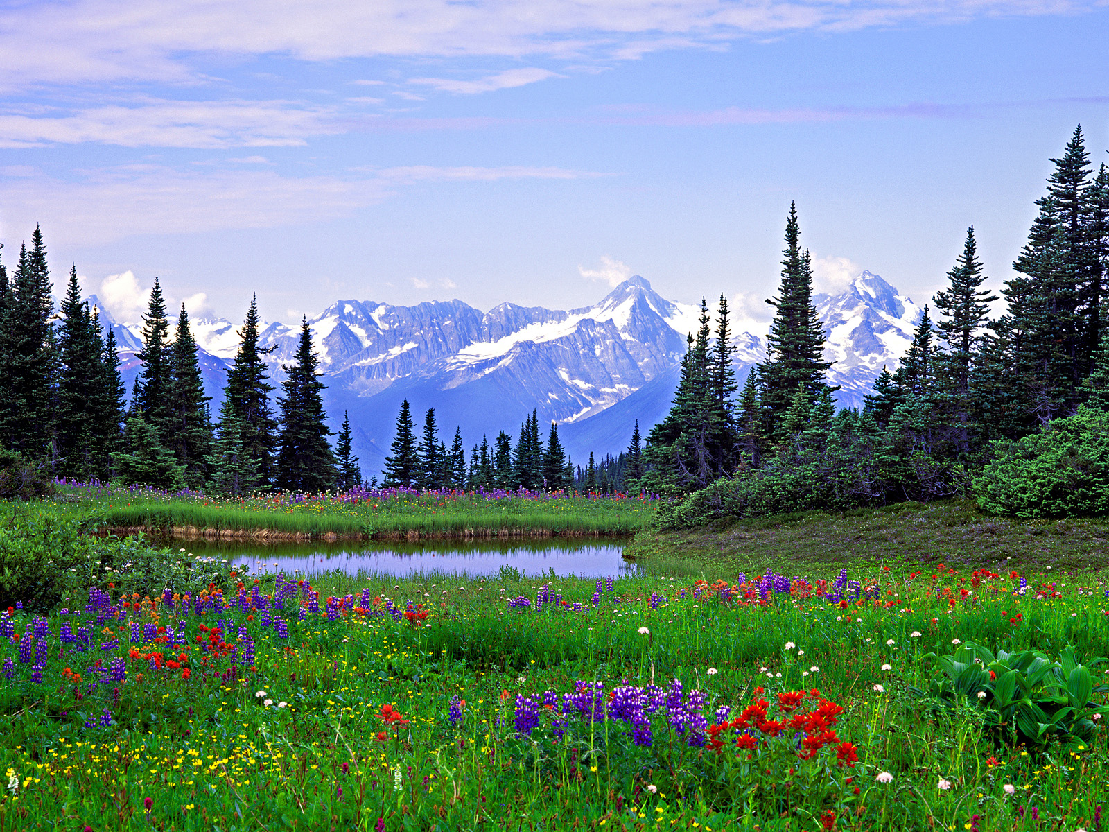 Mountain Wildflowers Wallpapers