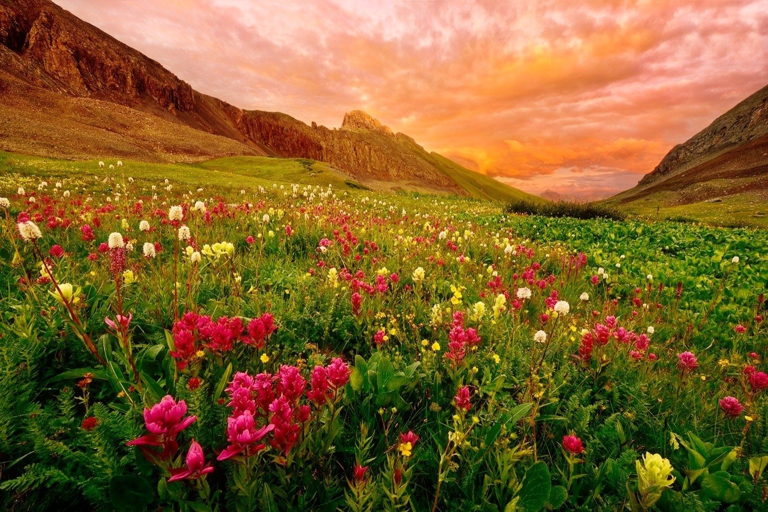 Mountain Wildflowers Wallpapers